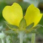 Attēlu rezultāti vaicājumam “Potentilla argentea fruit”