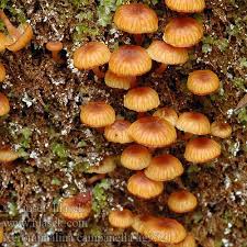 Attēlu rezultāti vaicājumam “Xeromphalina campanella”