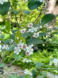Attēlu rezultāti vaicājumam “Aronia melanocarpa flower”