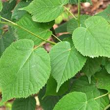 Attēlu rezultāti vaicājumam “Tilia x moltkei leaf”