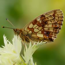 Attēlu rezultāti vaicājumam “Brenthis ino”