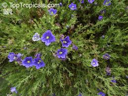 Image result for Nierembergia