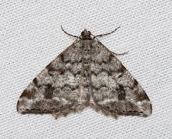 Attēlu rezultāti vaicājumam “Macaria signaria”