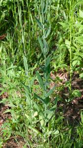 Attēlu rezultāti vaicājumam “Arabis glabra”