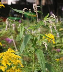 Attēlu rezultāti vaicājumam “Persicaria lapathifolia fruit”