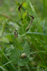 Des vertus des plantes par Macer Floridus, 1832 Images?q=tbn:ANd9GcTL9m_GcTMQkn_gRpqxMBLDbzTytuianxdFpdBGt58ObzDIlJ-FlY3zKnYc