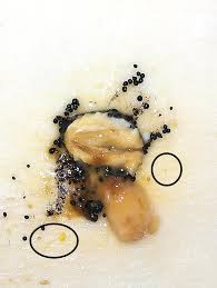 Attēlu rezultāti vaicājumam “Badhamia capsulifera”