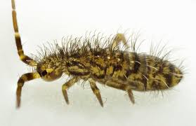 Attēlu rezultāti vaicājumam “Orchesella sp.”