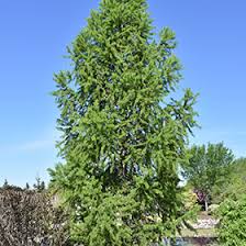 Attēlu rezultāti vaicājumam “Larix sibirica”