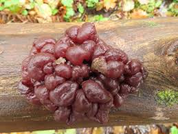 Attēlu rezultāti vaicājumam “Ascotremella faginea”