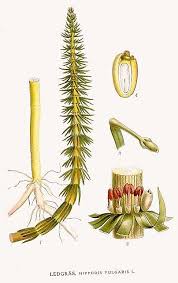 Attēlu rezultāti vaicājumam “Hippuridaceae”