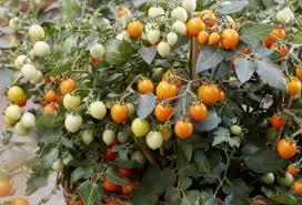 Attēlu rezultāti vaicājumam “Lycopersicon esculentum”