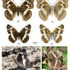 Attēlu rezultāti vaicājumam “Limenitis camilla upperside”