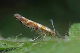 Attēlu rezultāti vaicājumam “Argyresthia goedartella”