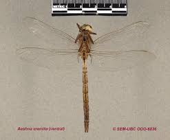 Attēlu rezultāti vaicājumam “Aeshnidae”