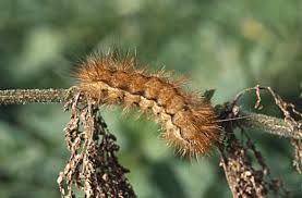 Attēlu rezultāti vaicājumam “Spilosoma lutea larva”