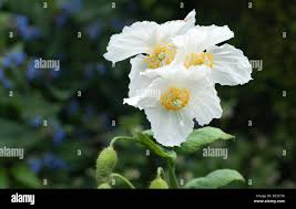 Image result for Meconopsis betonicifolia alba