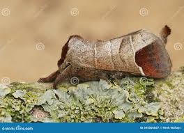 Attēlu rezultāti vaicājumam “Clostera curtula”