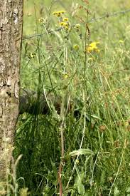 Attēlu rezultāti vaicājumam “Crepis biennis”