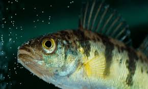 Image result for Perca flavescens