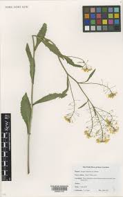 Attēlu rezultāti vaicājumam “Rorippa amphibia leaf”