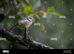 Attēlu rezultāti vaicājumam “Cyanistes caeruleus juvenile”