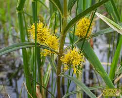 Attēlu rezultāti vaicājumam “Lysimachia thyrsiflora leaf”