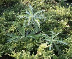 Attēlu rezultāti vaicājumam “Cirsium x rigens leaf”