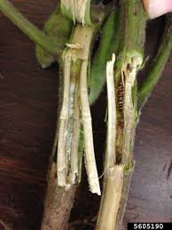 Attēlu rezultāti vaicājumam “Stemonitopsis hyperopta stalked”