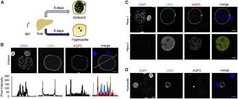 Attēlu rezultāti vaicājumam “Enteridium olivaceum plasmodium”