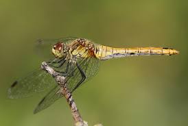 Attēlu rezultāti vaicājumam “Sympetrum sanguineum female”