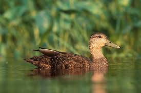 Image result for Anas rubripes