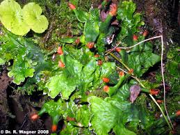 Attēlu rezultāti vaicājumam “Peltigera leucophlebia”