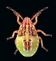 Attēlu rezultāti vaicājumam “Elasmucha grisea”