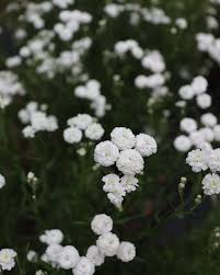 Attēlu rezultāti vaicājumam “Achillea ptarmica flower”