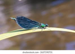 Attēlu rezultāti vaicājumam “Calopteryx splendens”