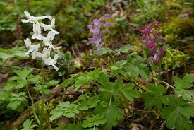 Attēlu rezultāti vaicājumam “Corydalis cava”
