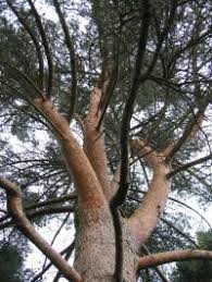 Attēlu rezultāti vaicājumam “Pinus sylvestris var. turfosa”