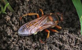 Image result for East Kilbride Wasps