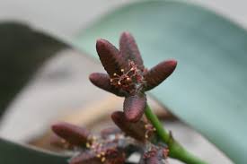 Attēlu rezultāti vaicājumam “Bulbochaete mirabilis”