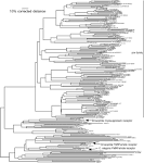 The putative chemoreceptor families of C. elegans