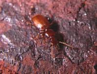 Attēlu rezultāti vaicājumam “Tettigoniodea”