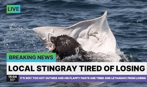 Image result for Rayleigh boys under 7's Leopards- need a Goalie!