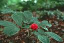 Adaptogens: Health Benefits, Facts, Supplements, and Uses
