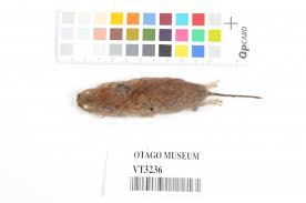 Attēlu rezultāti vaicājumam “Myodes glareolus”