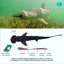 Image result for Sphyrna tiburo