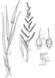 Attēlu rezultāti vaicājumam “Echinochloa crus-galli”