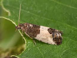 Attēlu rezultāti vaicājumam “Spilonota ocellana”