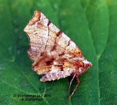 Attēlu rezultāti vaicājumam “Selenia dentaria”
