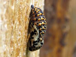 Attēlu rezultāti vaicājumam “Euphydryas maturna pupa”